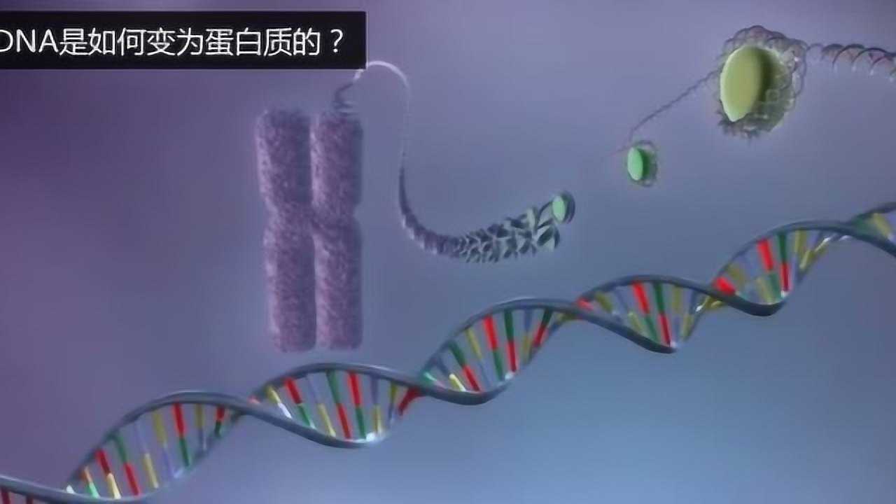 从DNA到蛋白质的转录翻译_腾讯视频