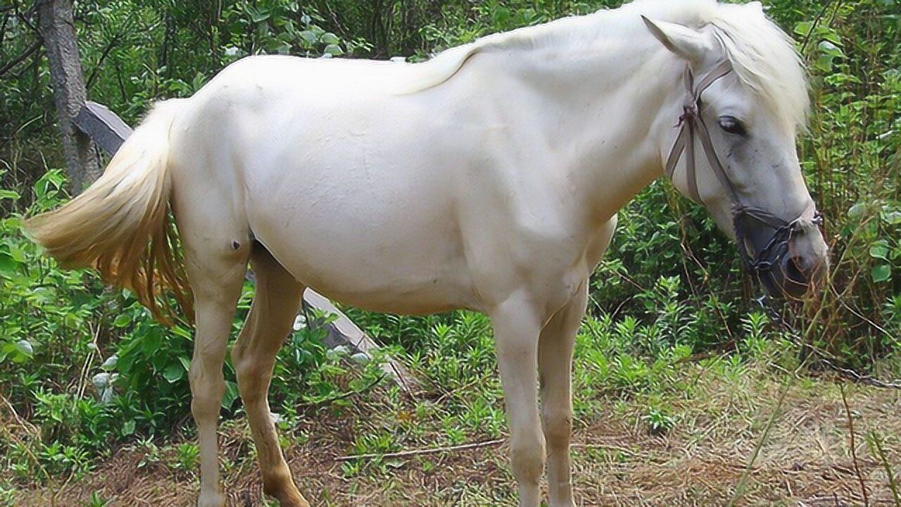 在拍完西游记后唐僧所骑的白龙马下场让人惋惜