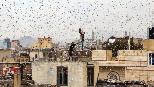 蝗虫大军密集如云“攻城略地”！实拍：也门首都萨那蝗虫漫天