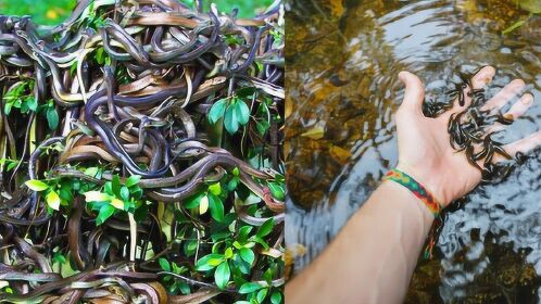 毒蛇 vs 1800条水蛭,战斗一触即发,摄影机记录全过程!