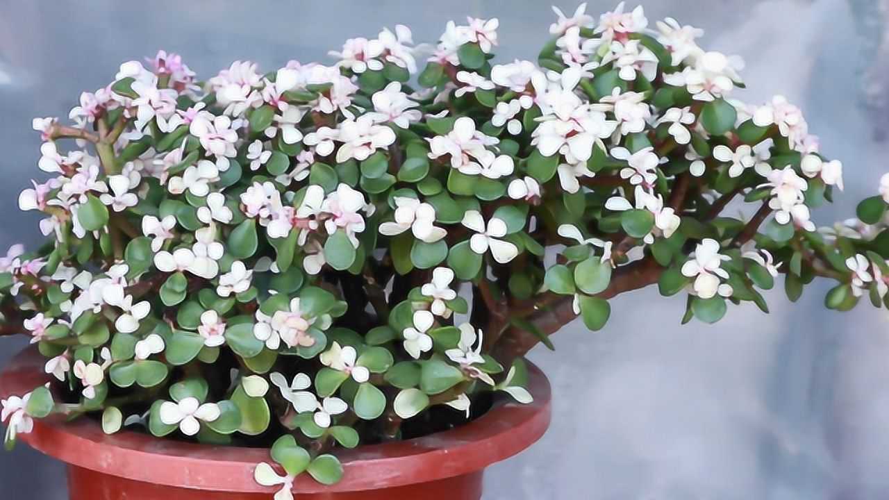 养金枝玉叶时学会这几个小技巧枝枝都开花后悔今天才知道