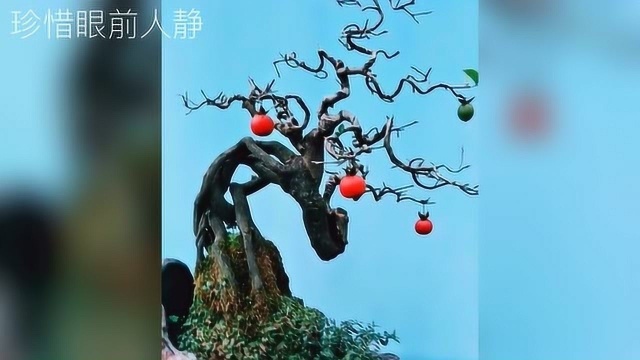 能否采用柿子树与北方软枣“君迁子”对金弹子盆景嫁接?