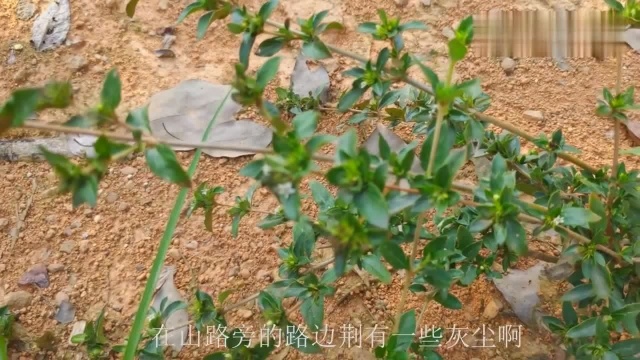 农村一植物名叫“路边荆”,它有三大作用,带大家了解一下