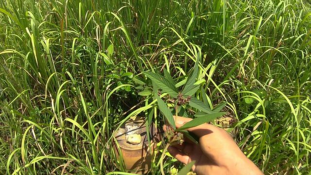 这种野生药材,几十块一斤,长在坟墓边的特别好,敢挖吗?