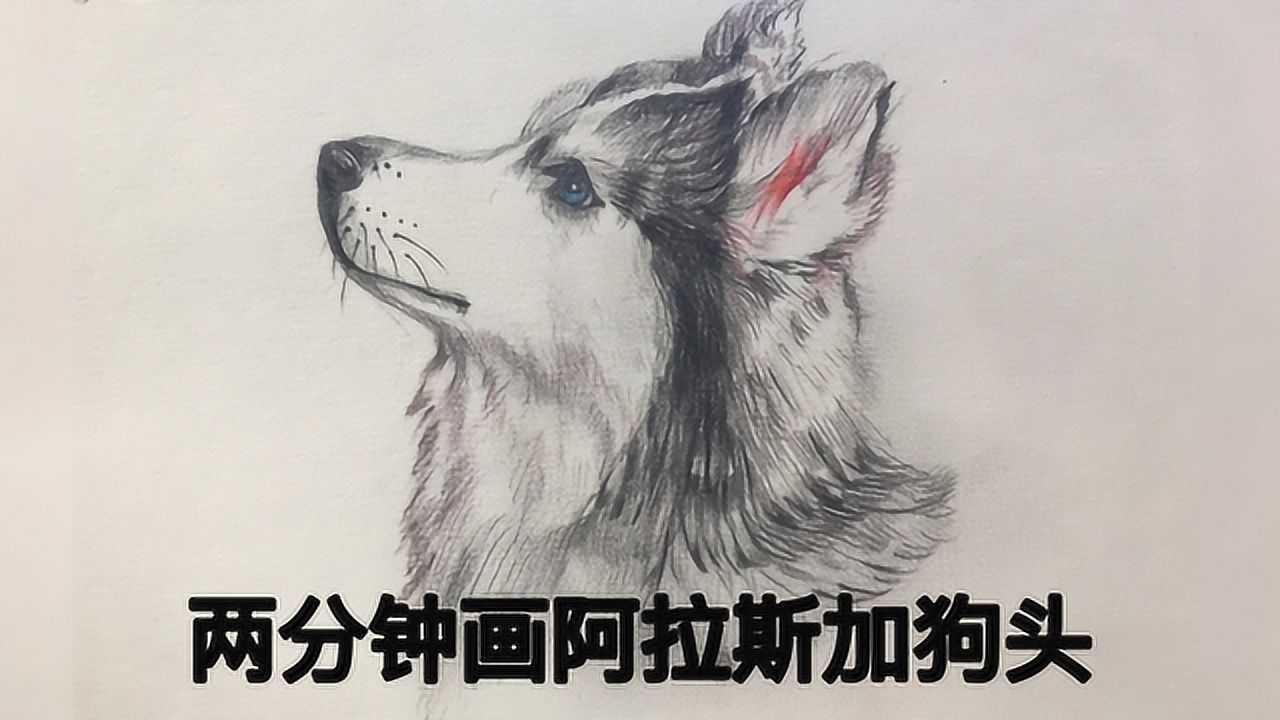 两分钟画阿拉斯加狗头