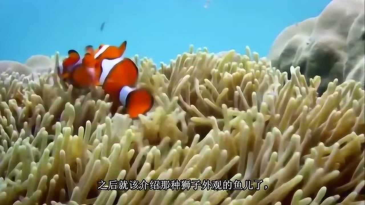 漂亮的小鱼儿在海里尽情的游泳,就像是一幅画!_高清1080P在线观看平台_腾讯视频