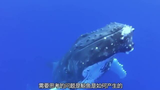 鲸鱼为什么是偶蹄目呢?看完了解这个巨型海洋生物,长知识了!