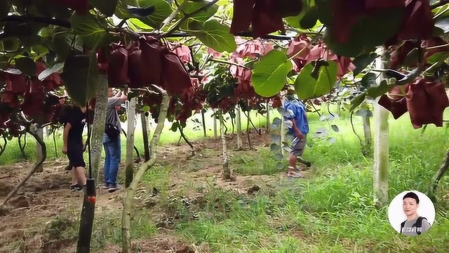 四川绵阳:安州区还有这么个产业扶贫基地,返乡农民工创业的福利