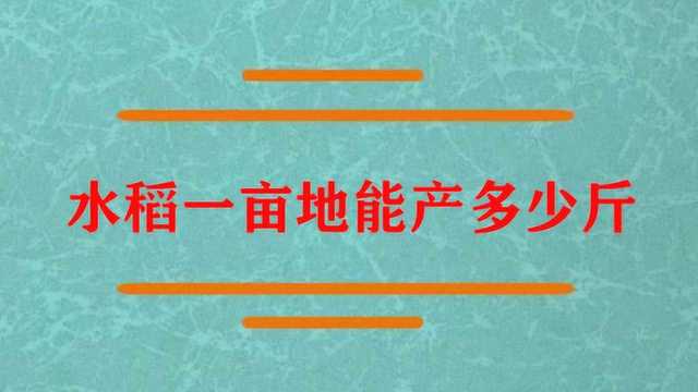 水稻一亩地能产多少斤呢?