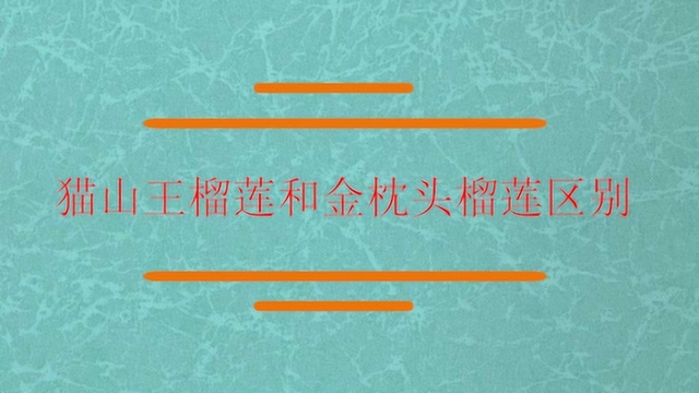 猫山王榴莲和金枕头榴莲区别?