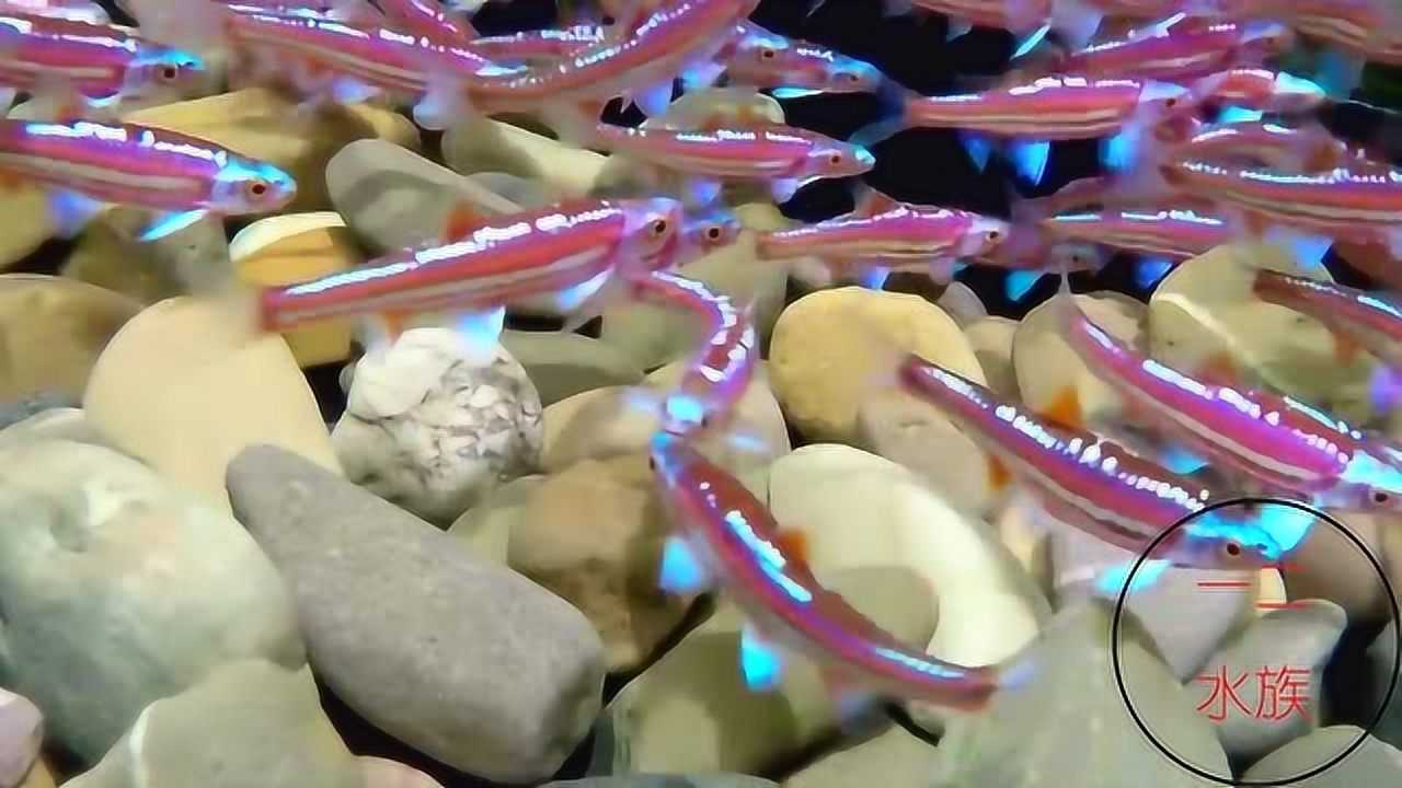 紫光精灵鱼,最近有点火,你的鱼缸养过吗?先看观赏鱼有多漂亮吧