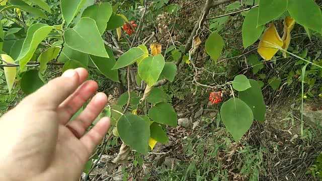 儿时的味道,原生态大山的野果酸枣,枸树……还识得几样?