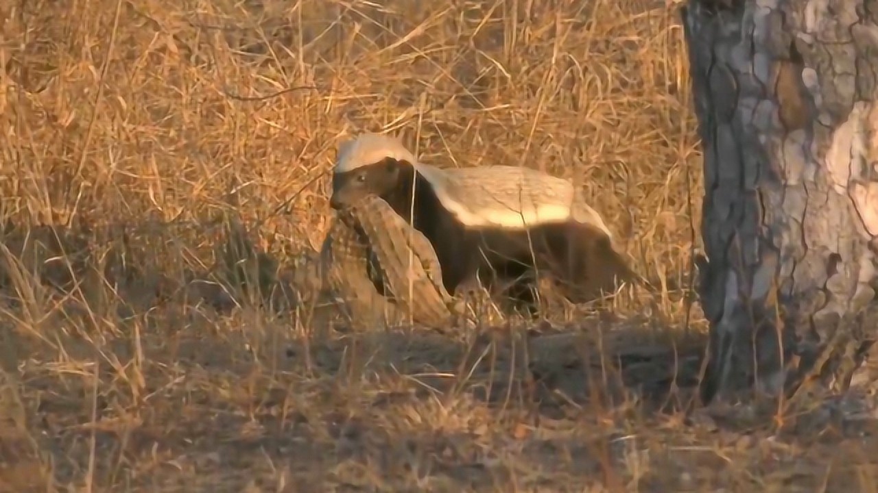 平头哥又干大事儿叼着鳄鱼大摇大摆这操作我服了