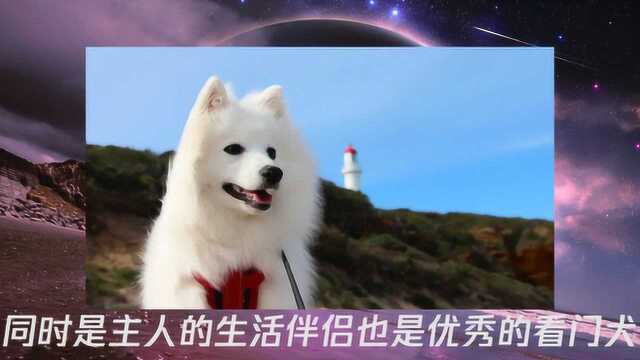 银狐犬的生活习性