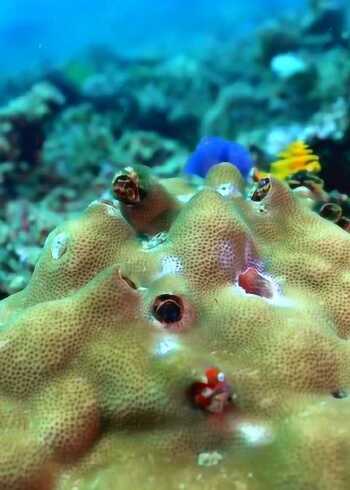 圣诞树管虫个体高4cm,颜色丰富,看完鸡皮疙瘩都竖起来了!