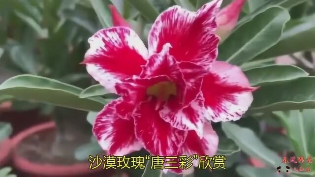 沙漠玫瑰“唐三彩”欣赏!花色艳丽花朵大,属嫁接品种!