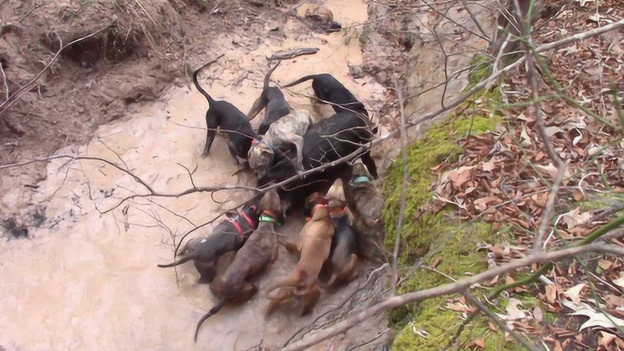 10条比特犬大战400斤野猪,却被野猪实力碾压,镜头拍下全程