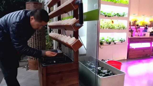 植物墙水路后补课程,阳台鱼菜共生制作教材