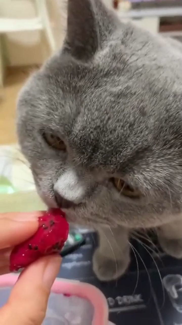猫咪是个小吃货吃火龙果必须是红心的