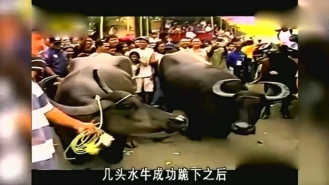 主人竟然要求水牛给自己下跪!其中不听从命令的一只,竟然当街反抗!