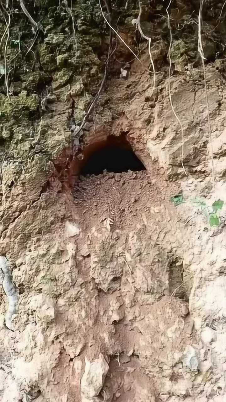 龙生龙凤生凤竹鼠的儿子会打洞