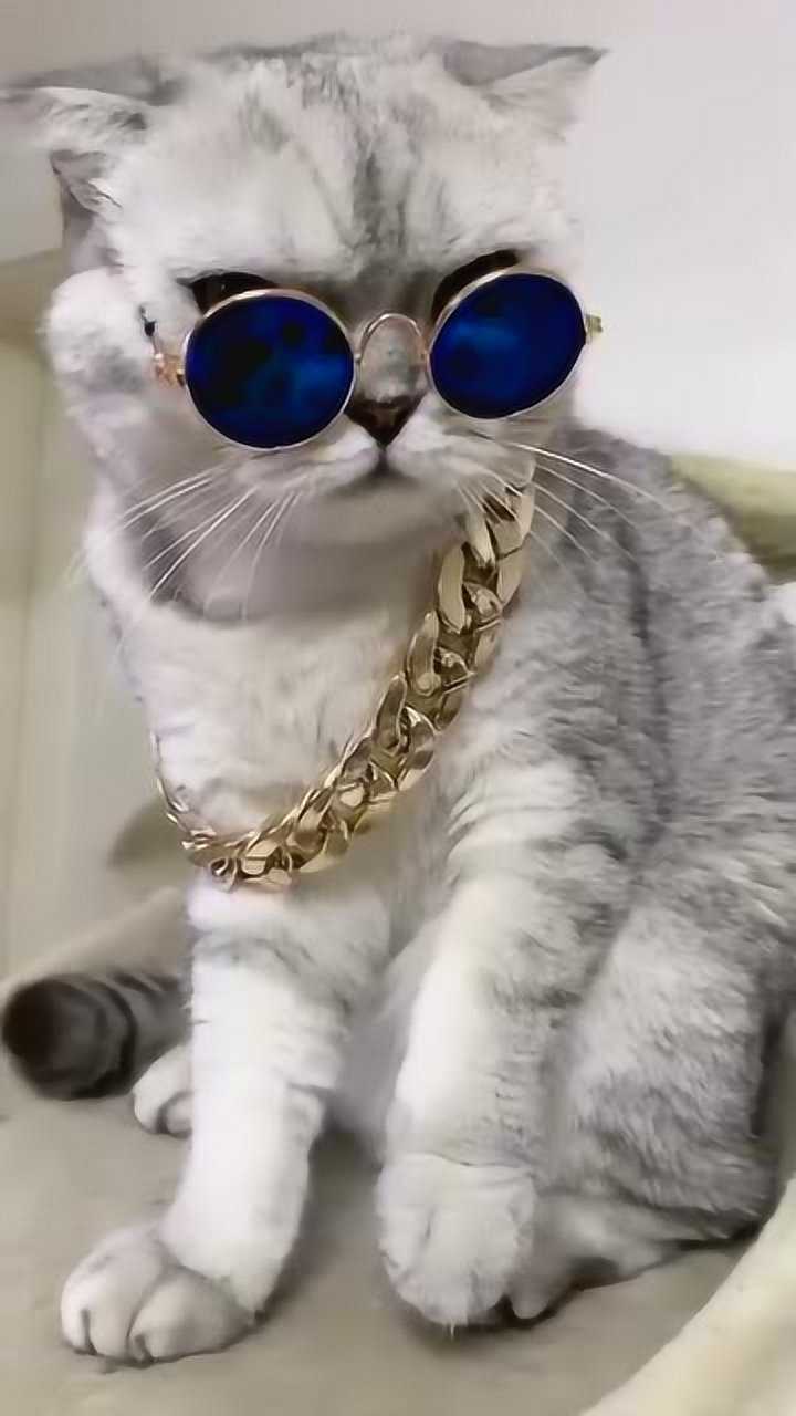 喵星人团子戴眼镜和大金链子小表情太可爱了看完不许笑