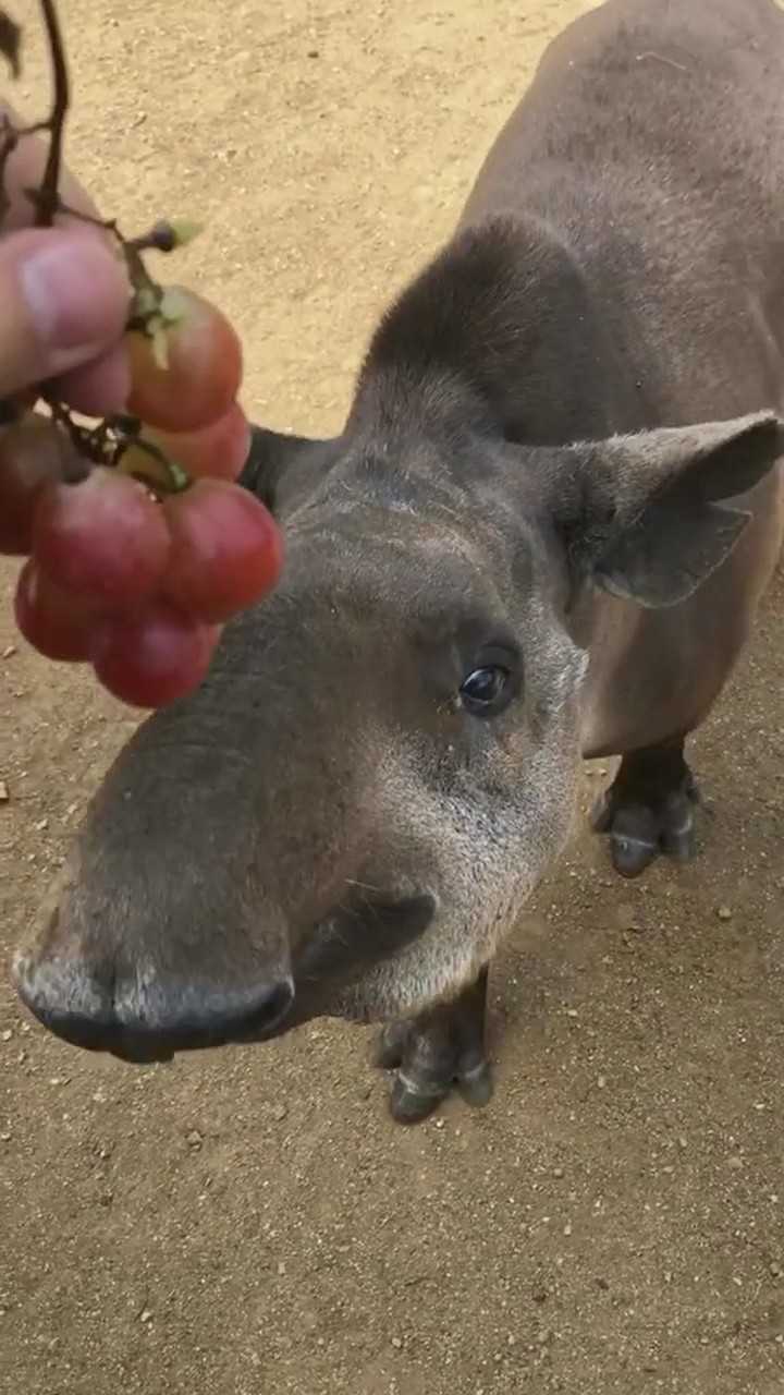 这只猪的鼻子这么长!