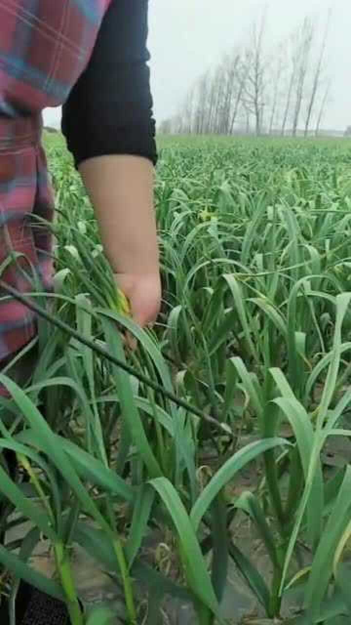 农村抽蒜苔的工具简单实用真是太方便了