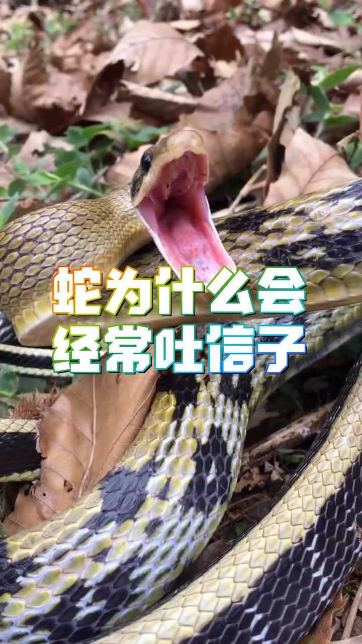 蛇为什么会经常吐信子看完就明白了