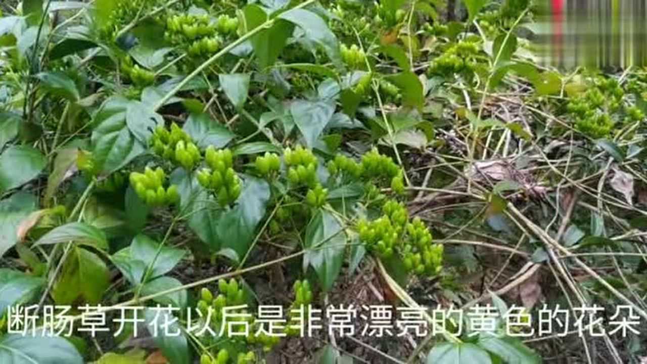 剧毒的毒药《大蛇药》也叫断肠草,可怕在于毒液会传染给周边植物
