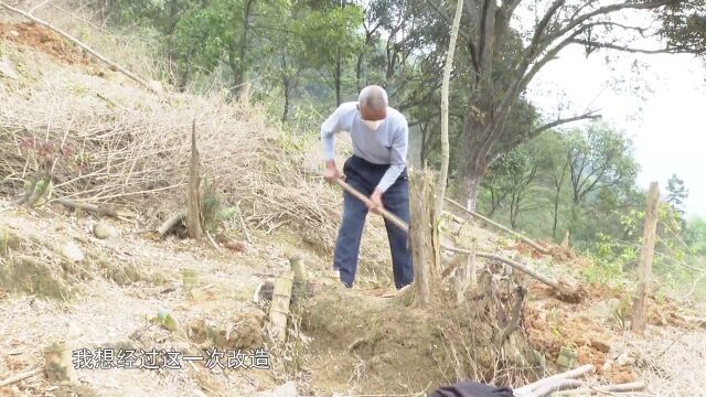 小池镇:退竹还林 打造生态景观林