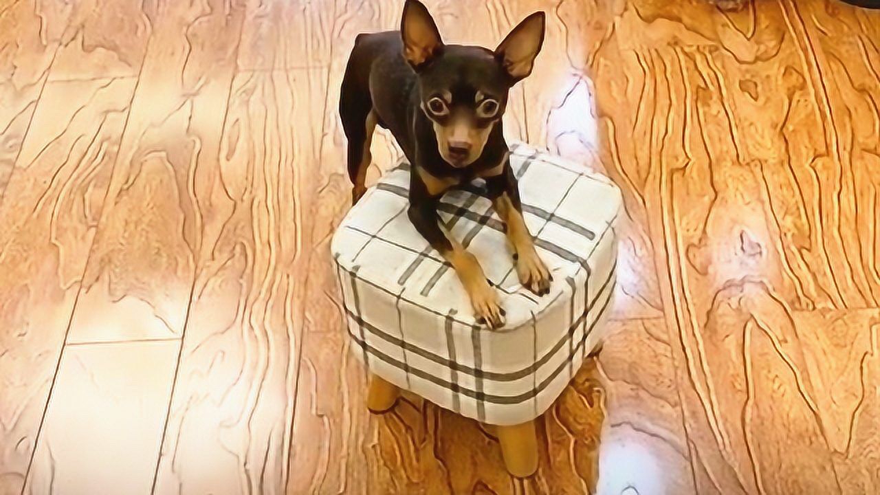 啵啵乐会耍心机了,有事不明说拐弯抹角的暗示,智商逆天了