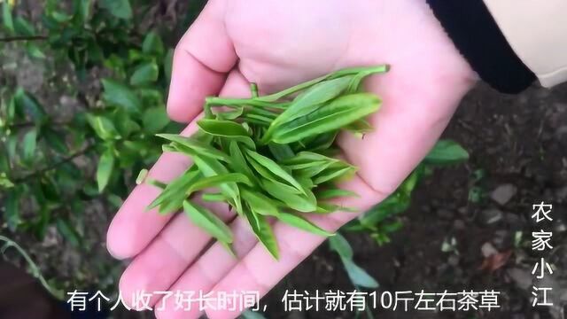 安徽舒城,农村新茶开始采摘,55一斤的茶草,半天收不到10斤,新茶清香