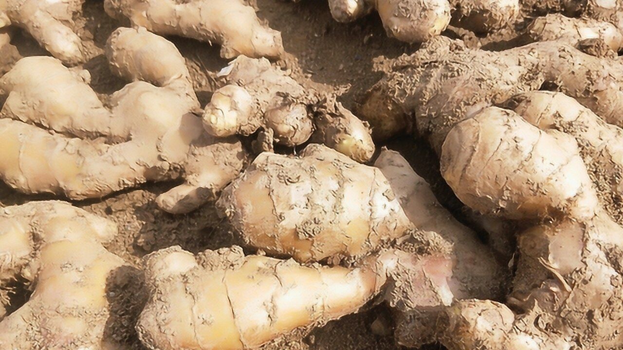 要想让生姜高产,必须在催芽时把住这一关,给姜种杀菌消毒