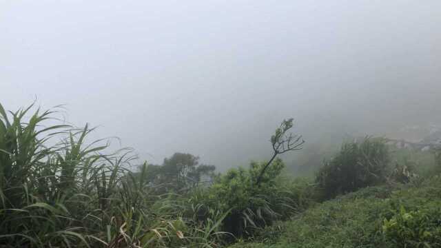 雨天 爬山 烟雨梧桐 想把这阵妖风分享哈哈哈