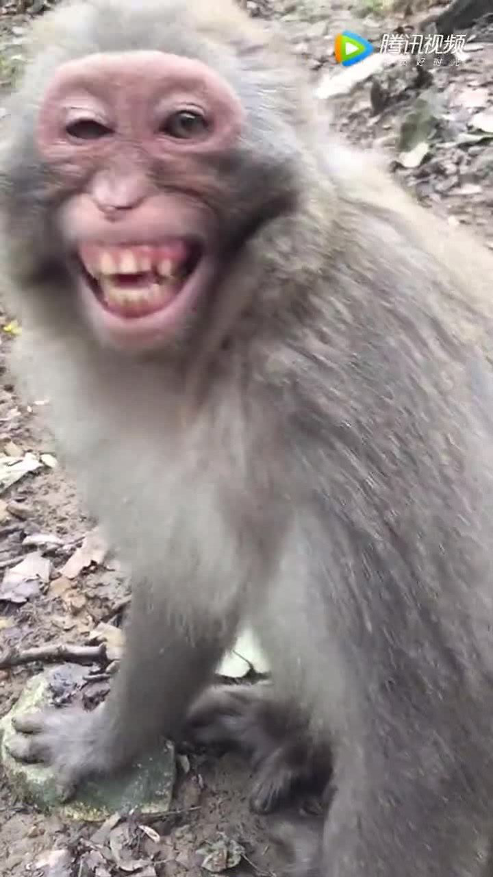 原来猴子笑是这么可爱!