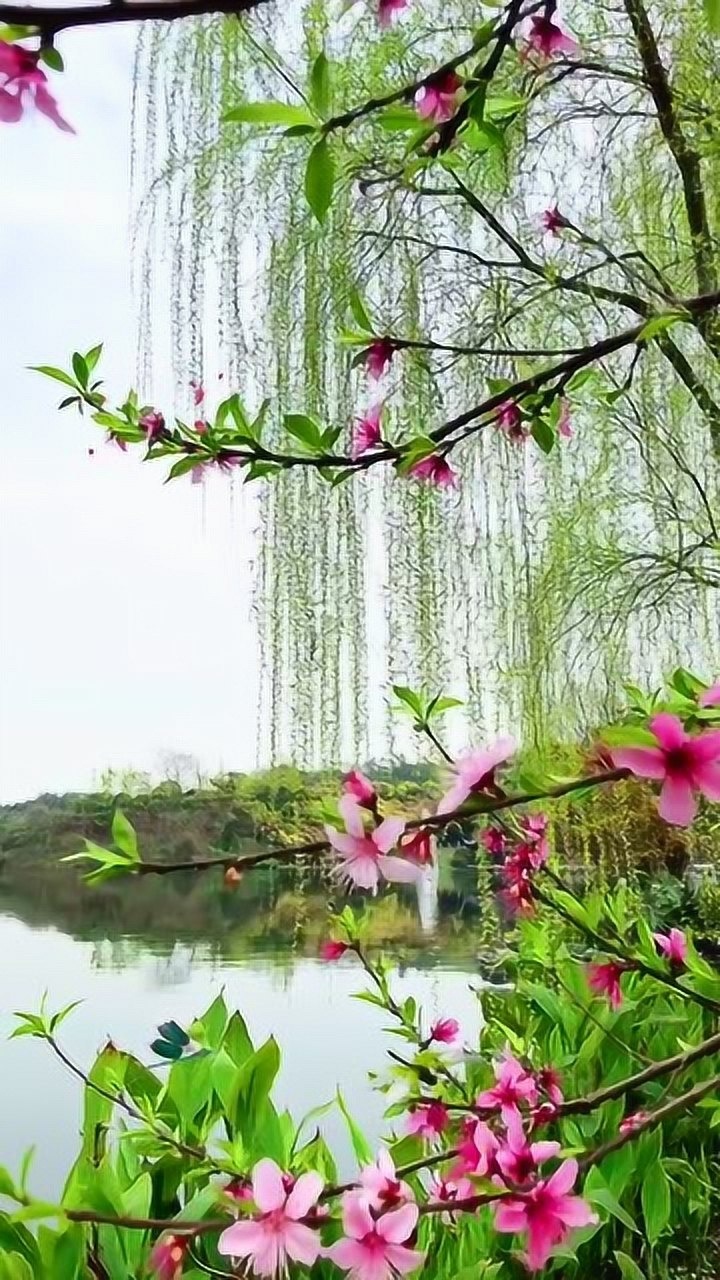 杨柳春风三月三画桥芳草碧纤纤