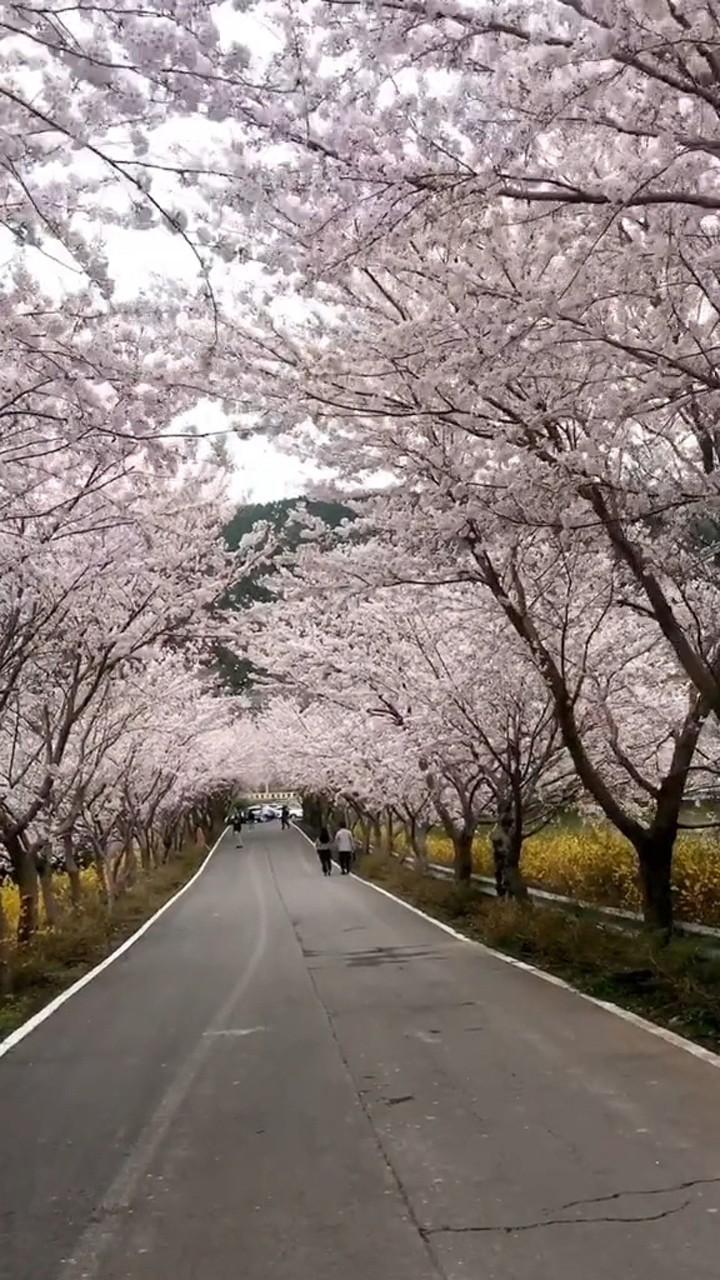 日本公路兩旁開滿了櫻花,實在太美了