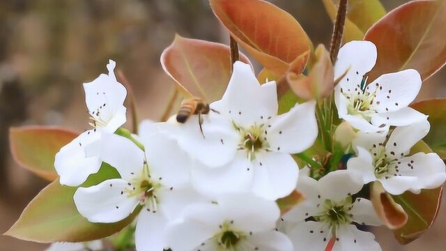 天台县福溪街道金山岭村第六届梨花节