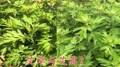 [图]艾草和艾蒿不会分辨？农村小妹教你如何区分，你学会了吗？