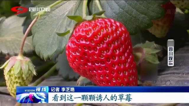 一起来感受海塔旅游新村的魅力!以花为名 阳光为伴 满山春天的气息