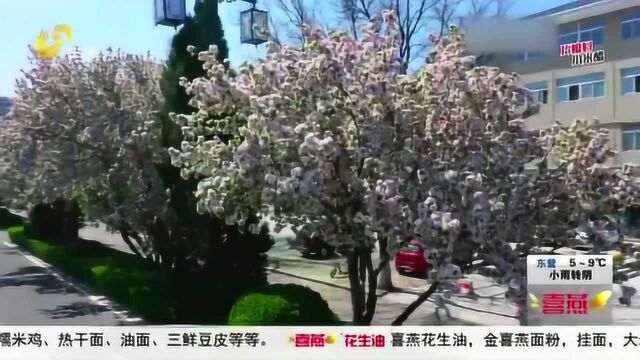 美丽春景图!齐鲁之春姹紫嫣红 各地鲜花绽放春意盎然 尽收眼底