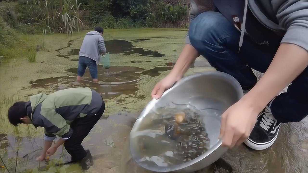 小夥在農村魚塘,撈了兩盤田螺做夜宵,炒出了大排檔的味道,過癮