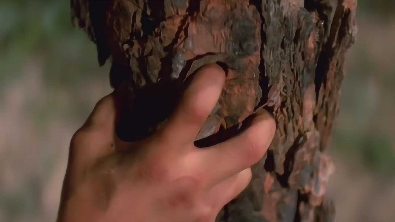 洪拳与咏春:麦汉的鹰爪功已经练成,能把手指插进这么粗的树干里