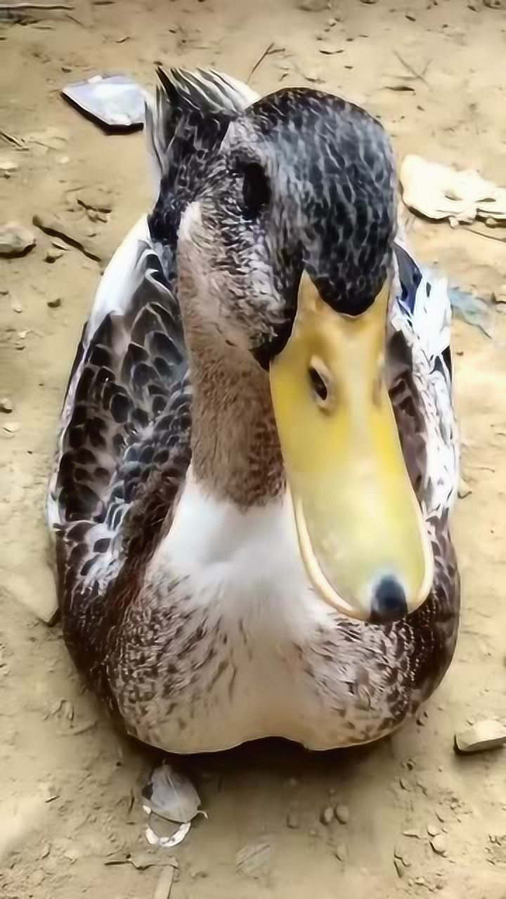 主人逗鸭子玩,不成想鸭子脾气太大,直接啄住主人手指不松口!