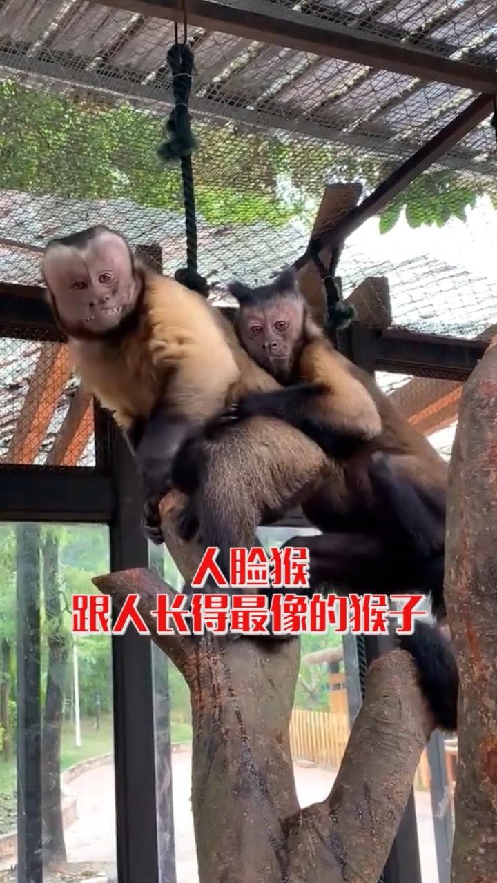 人脸猴,跟人长得最像的猴子!