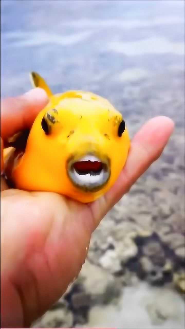罕见黄金河豚膨胀秒变皮卡丘的河豚鱼