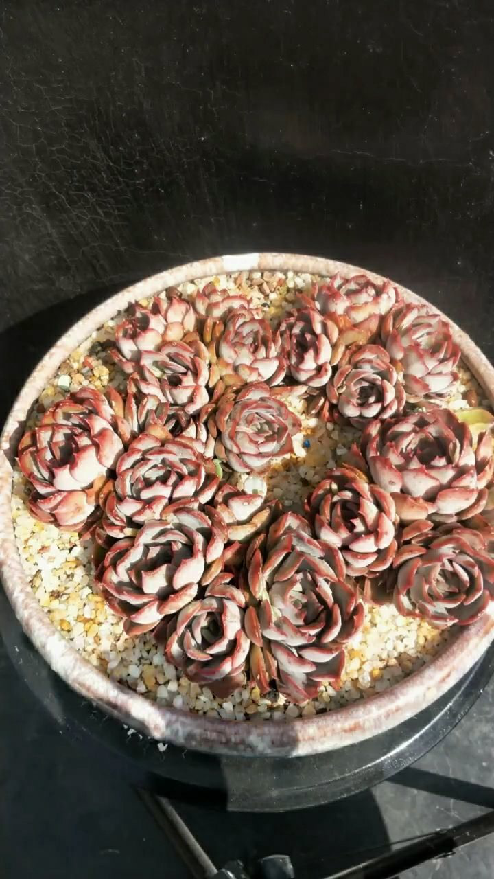 暗冰属于多肉的老品种,可能很多人都不喜欢了