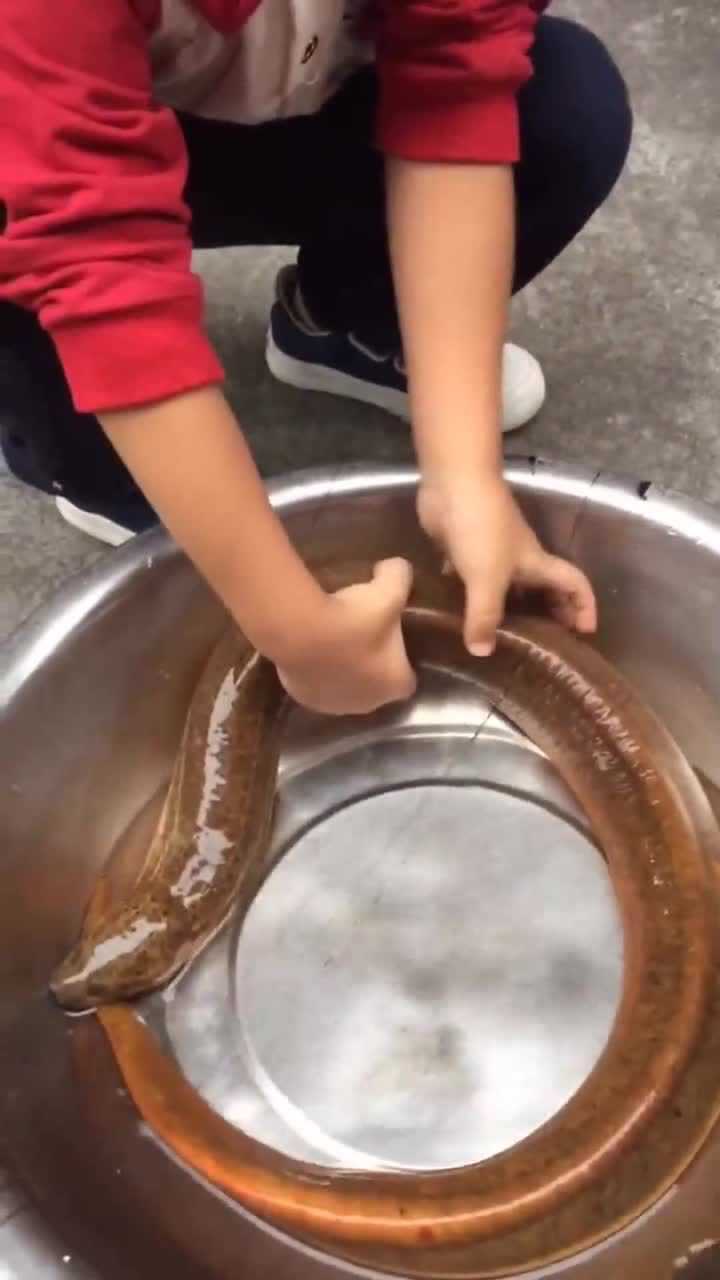 这才是真正的黄鳝王,太大了