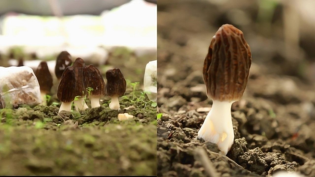 空心蘑菇用营养袋喂长大却卖千元一斤!县长亲自试吃反应意外